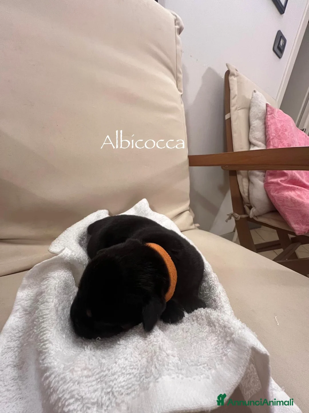 Rottweiler cani in vendita: Cuccioli Rottweiler con pedigree  - Annuncio 3