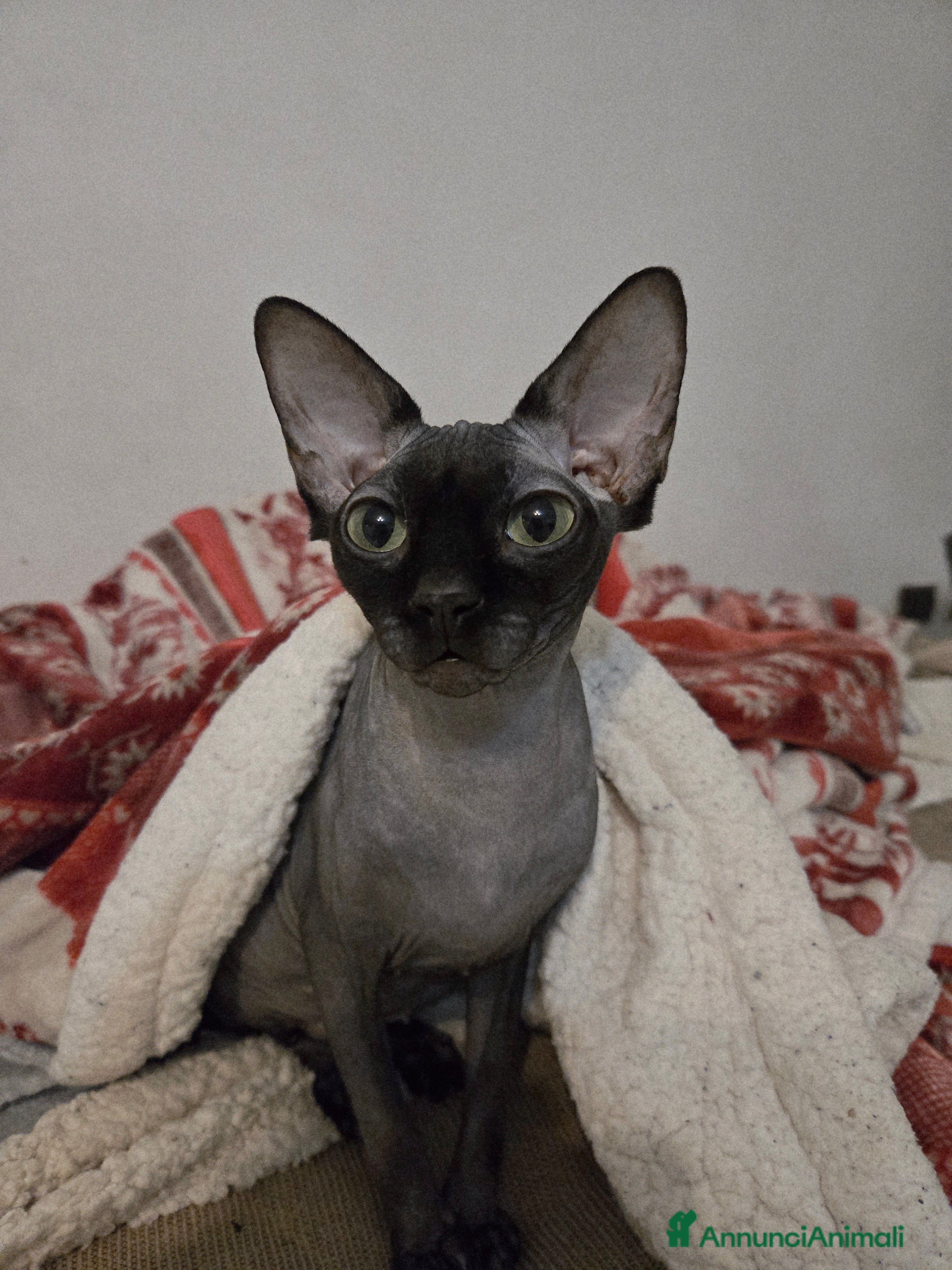 Velvet Skin Loving Lily