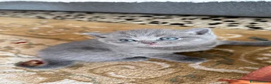 Scottish Gattino 2