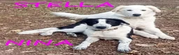 Meticcio cani in regalo: NINA e STELLA dolcissime a Città Metropolitana di Bologna - Annuncio 1