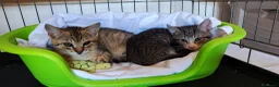 Meticcio gatti in regalo: Merlino tenerissimo gattino - Annuncio 10