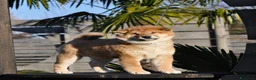 Shiba Inu cani in vendita: Cuccioli SHIBA INU  - Annuncio 16