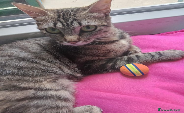 Altre razze gatti a Provincia di Varese - Annuncio 7