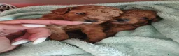 Barboncino Toy cani in vendita: Barboncini mini toy - Annuncio 7