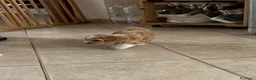 Maltipoo cani in vendita: Maltipoo  - Annuncio 3