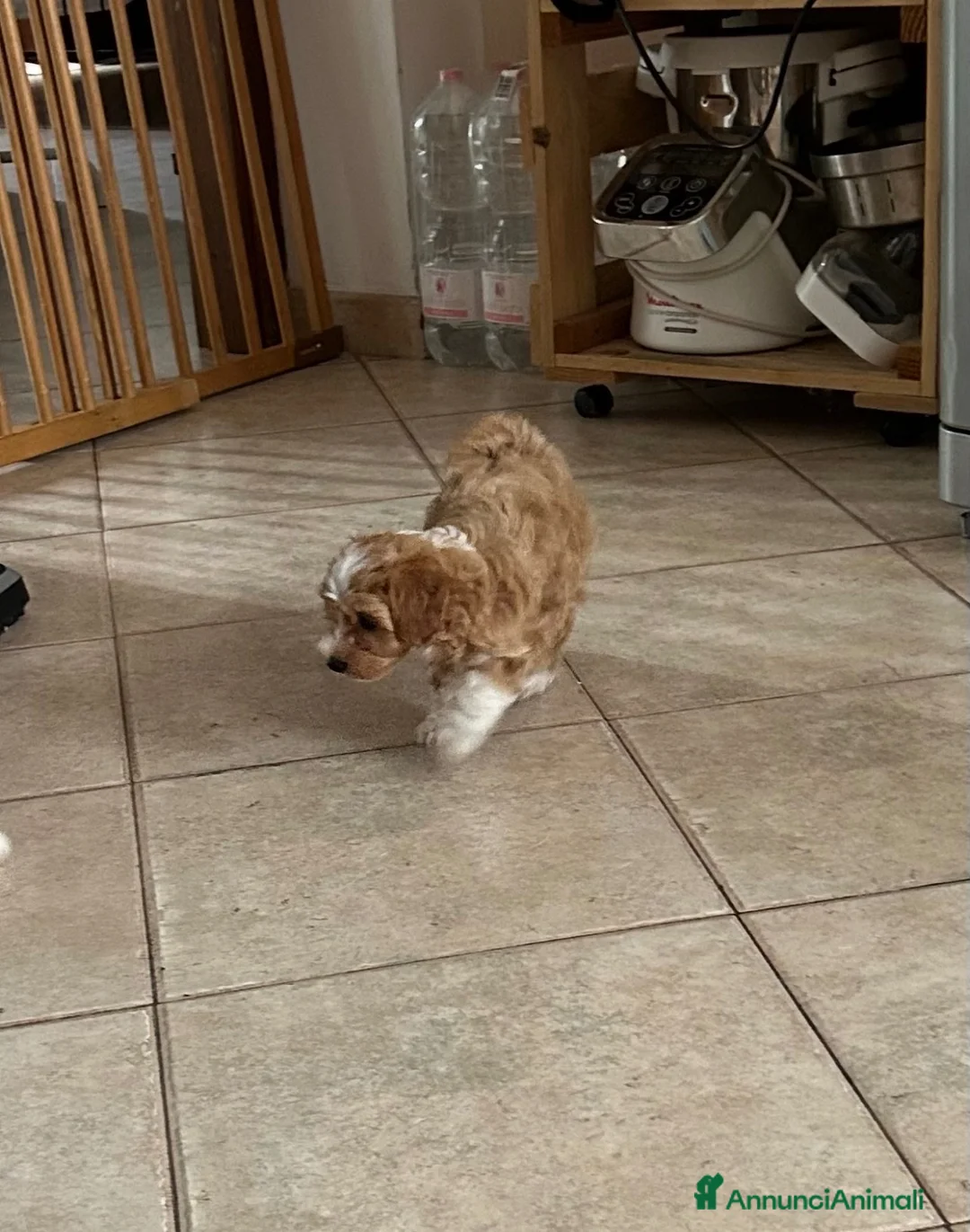 Maltipoo cani in vendita: Maltipoo  - Annuncio 3