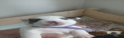 Jack Russell cani in vendita: Cuccioli maschi jack russell a Città Metropolitana di Genova - Annuncio 7