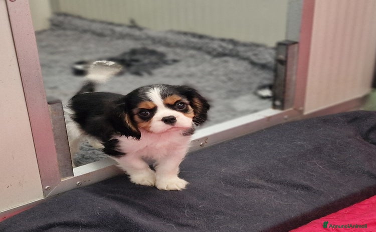 Cavalier King cani a Provincia di Brescia - Annuncio 1