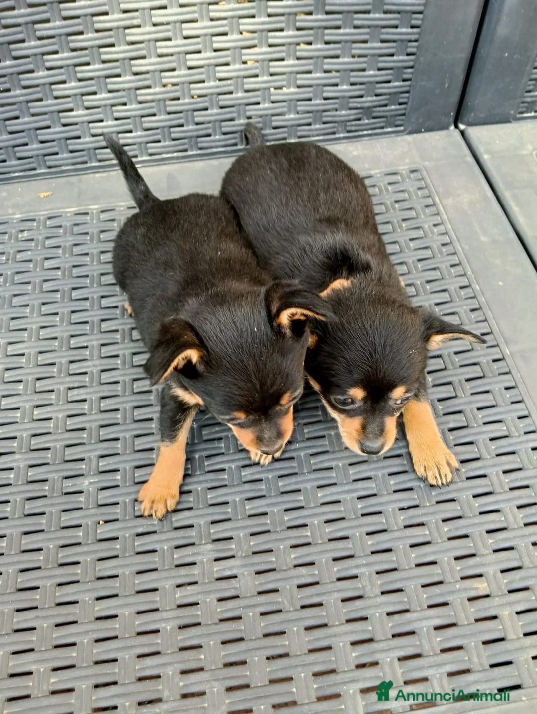 Pinscher Miniatura cani in vendita: Pischer cerca casa a Provincia di Salerno - Annuncio 2