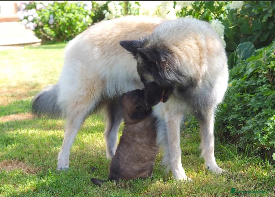 Pastore Belga cani in vendita: Vendita cuccioli pastore belga tervueren a Provincia di Brescia - Annuncio 7