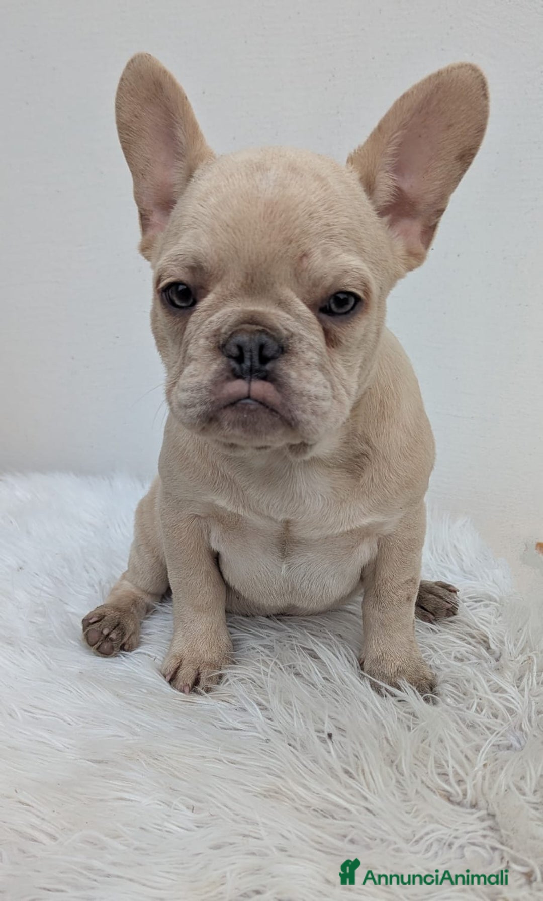 Bulldog Francese cani in vendita: Bulldog francese maschio crema - Annuncio 4