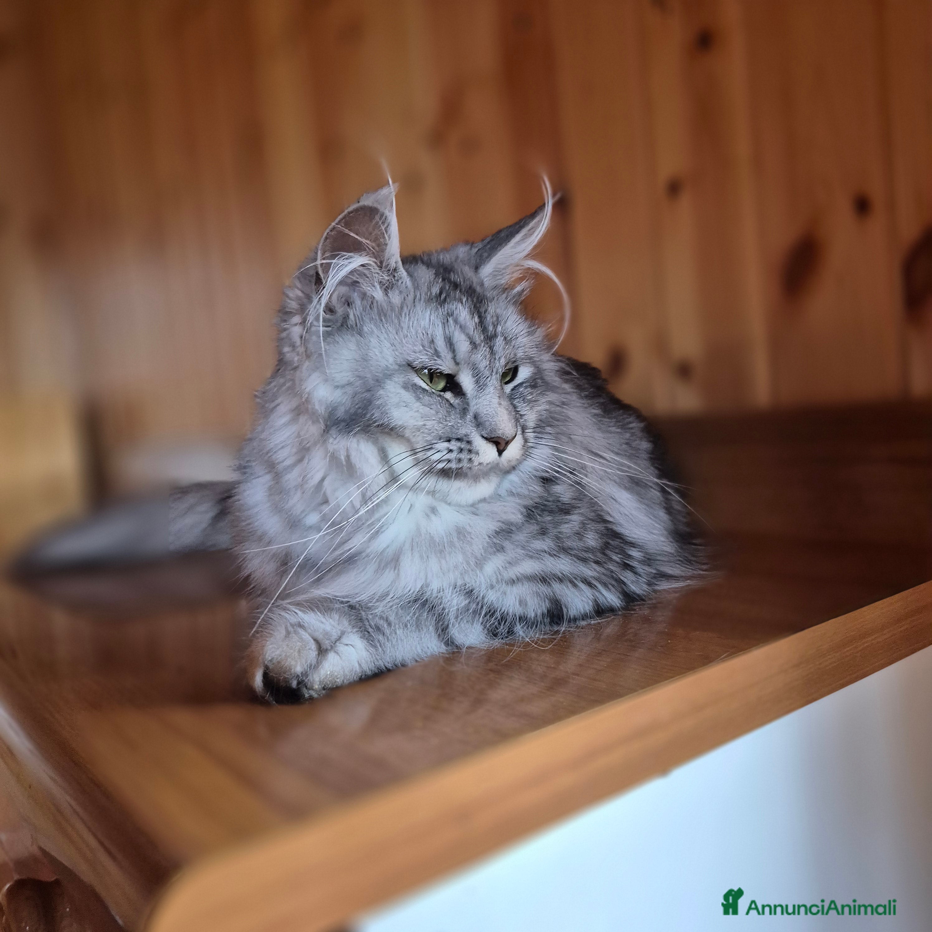 Maine Coon gatti Maincoon - Annuncio 1