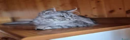 Maine Coon gatti in vendita: Maincoon - Annuncio 2