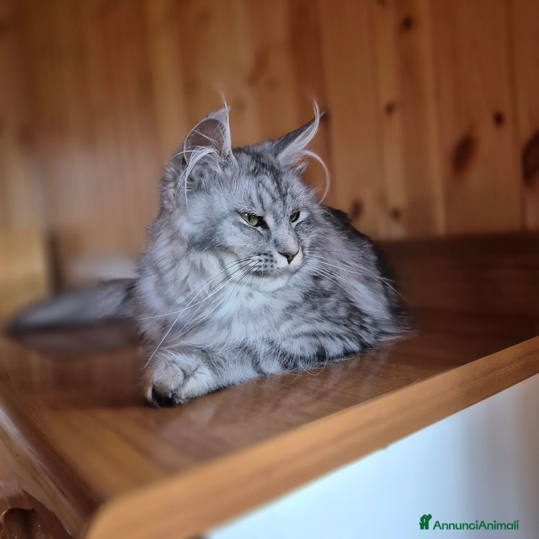 Maine Coon gatti in vendita: Maincoon - Annuncio 2