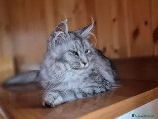 Maine Coon gatti Maincoon - Annuncio 1