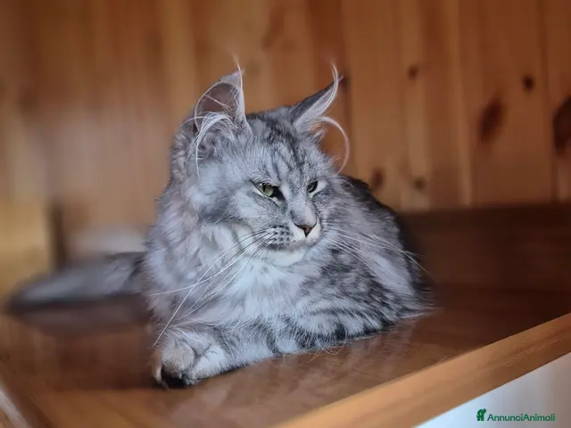 Maine Coon gatti in vendita: Maincoon - Annuncio 1