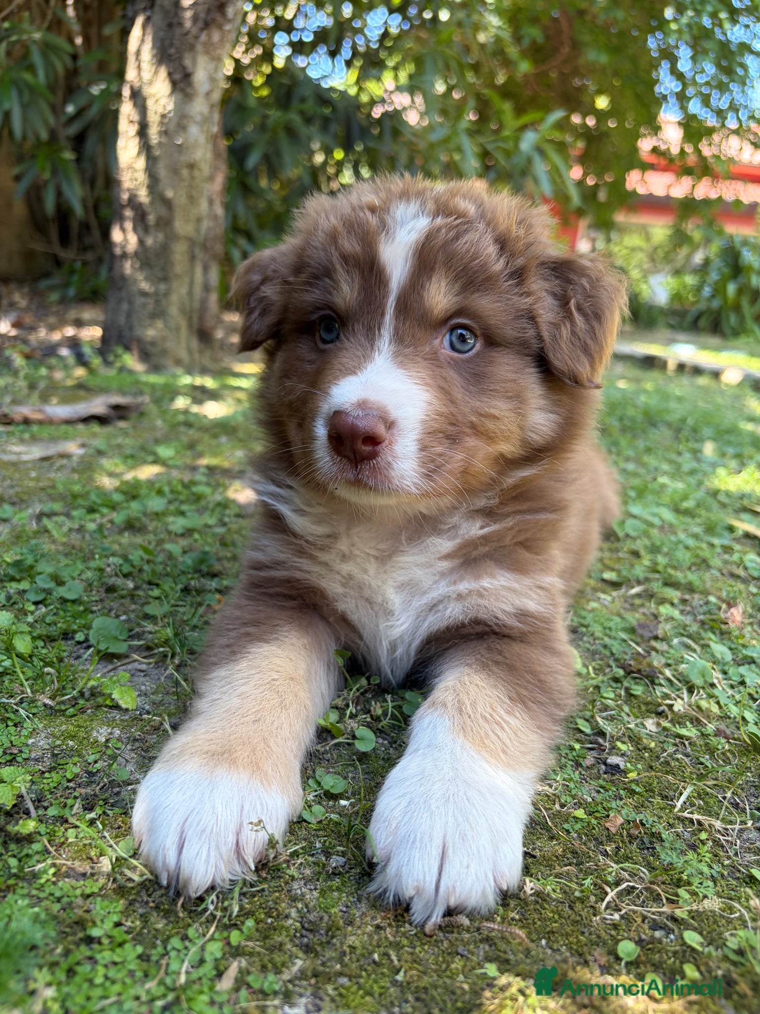 Australian Shepherd cani Cuccioli red pastore australiano - Annuncio 3