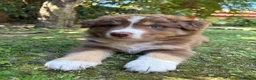 Australian Shepherd cani in vendita: Cuccioli red pastore australiano - Annuncio 1