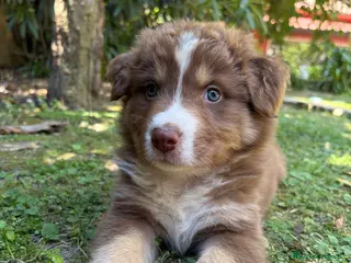 Australian Shepherd cani Cuccioli red pastore australiano - Annuncio 3