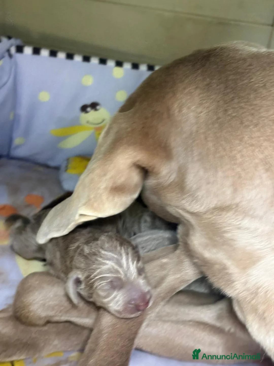 Weimaraner cani in vendita: Cuccioli weimaraner  - Annuncio 2