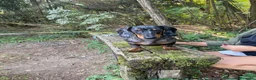 Bassotto cani in vendita: bassottina arlecchino - Annuncio 4