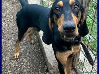 Segugio cani ADOZ.DEL CUORE: Arci,tradito dalla sua famiglia!! - Annuncio 9
