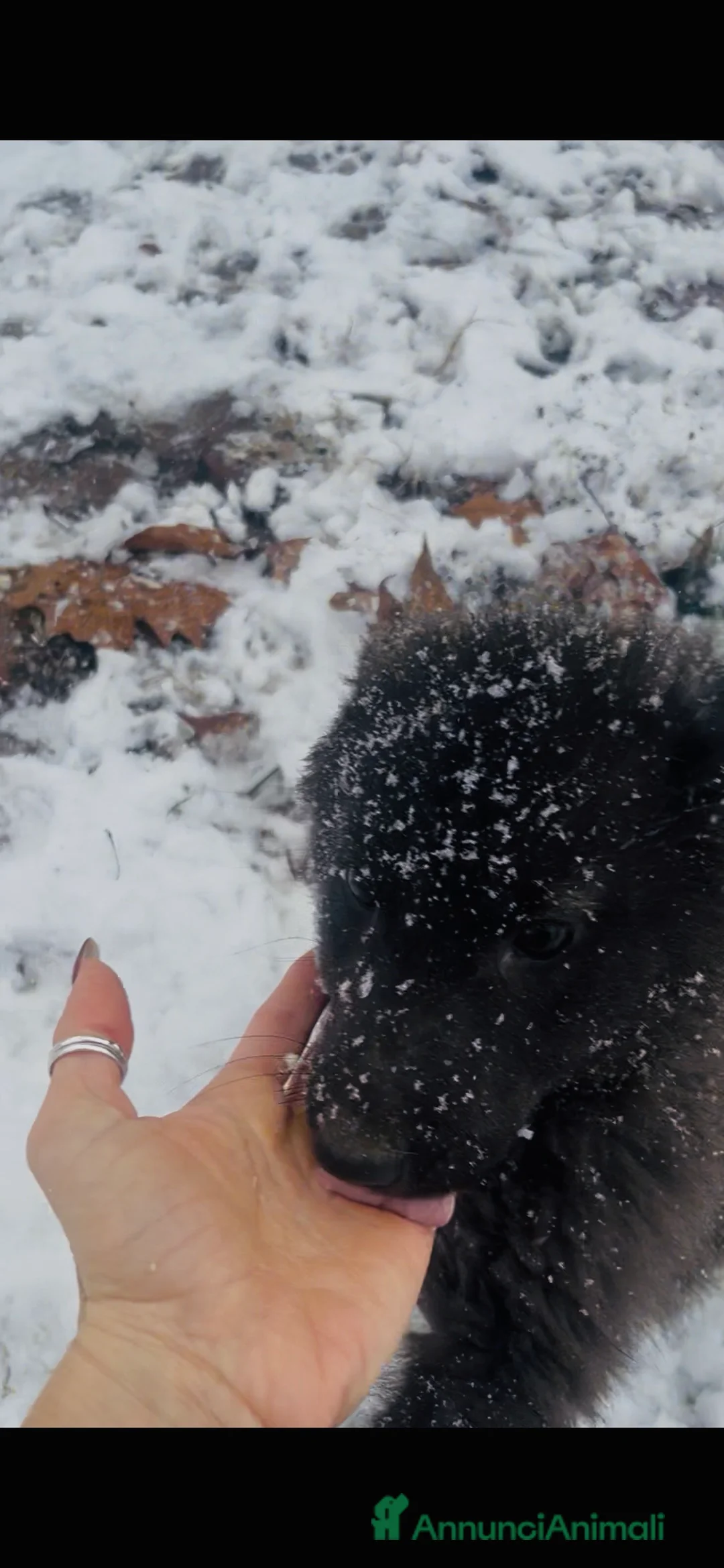 Lupo Cecoslovacco cani in vendita: Splendida cucciola  - Annuncio 5