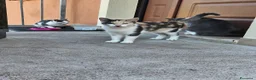 Altre razze gatti in regalo: CERCA CASA 😻🏡 - Annuncio 3