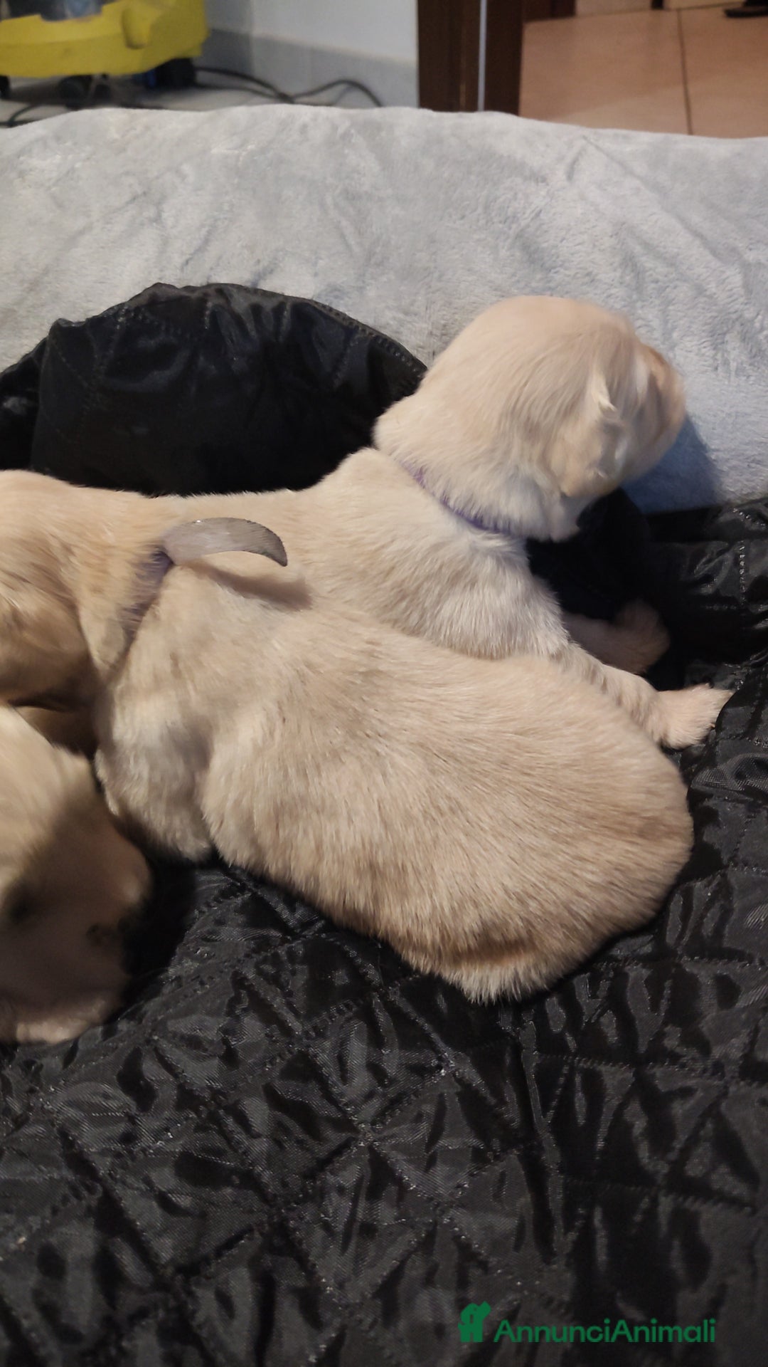 Golden Retriever cani in vendita: Golden retriever  - Annuncio 5