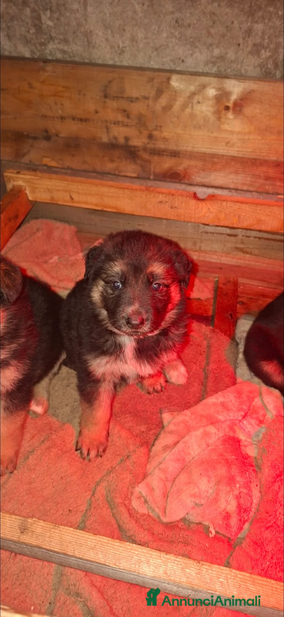 Pastore Tedesco cani in vendita: Cuccioli pastore tedesco  - Annuncio 3