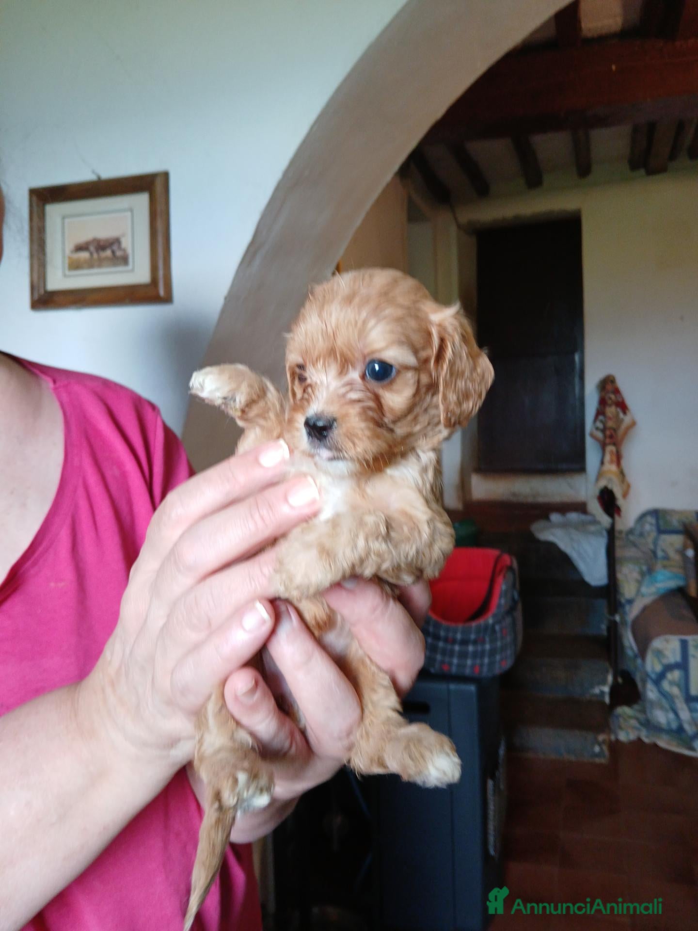 Cavapoo cani Cuccioli di cavapoo - Annuncio 29