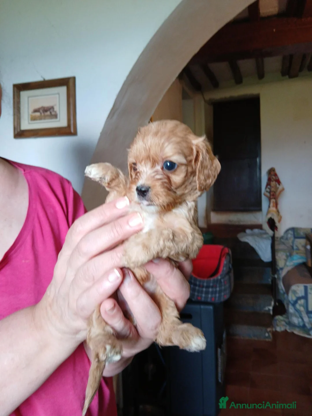 Cavapoo cani in vendita: Cuccioli di cavapoo - Annuncio 1