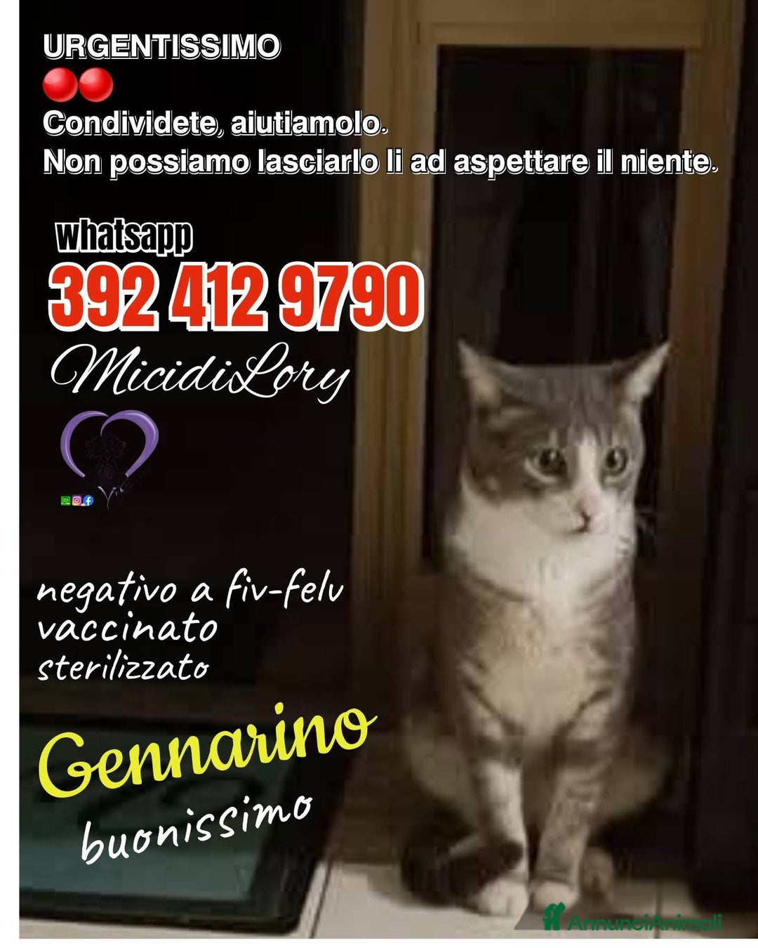 Europeo gatti in regalo: Urgentissimo  Gennarino - Annuncio 1