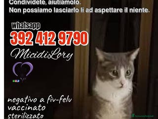 Europeo gatti Urgentissimo Gennarino - Annuncio 25