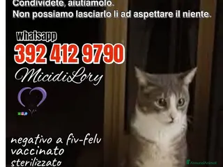 Europeo gatti Urgentissimo Gennarino - Annuncio 39