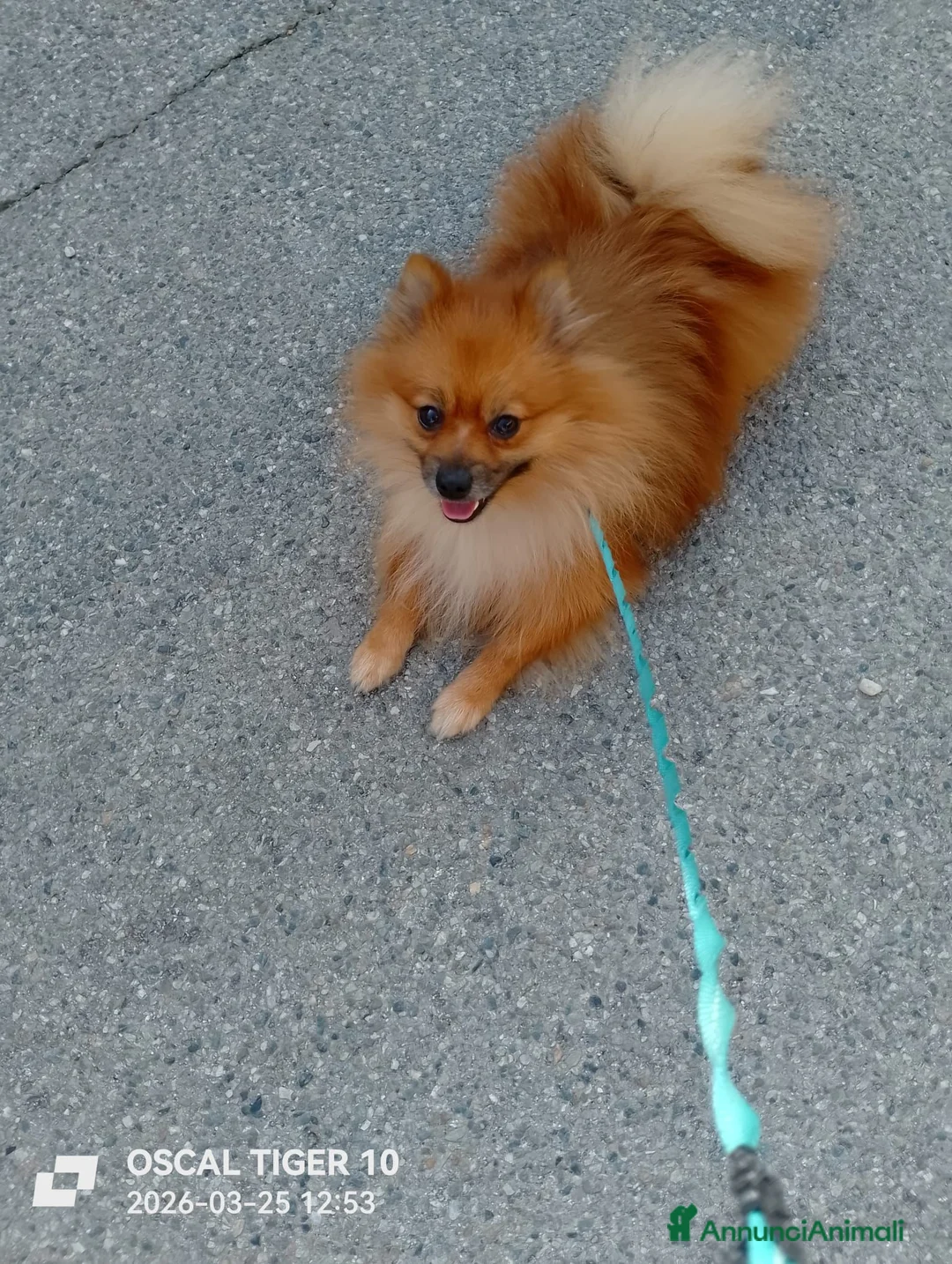 Spitz cani in vendita: Vendo un cucciolo e mamma e papa a Città Metropolitana di Torino - Annuncio 6