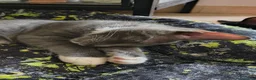 Maine Coon gatti in vendita: Cuccioli Maine Coon a Provincia di Macerata - Annuncio 4
