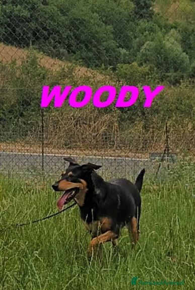 Meticcio cani WOODY timidina tg media - Annuncio 26