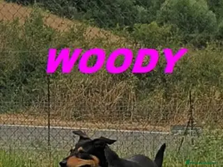 Meticcio cani WOODY timidina tg media - Annuncio 26