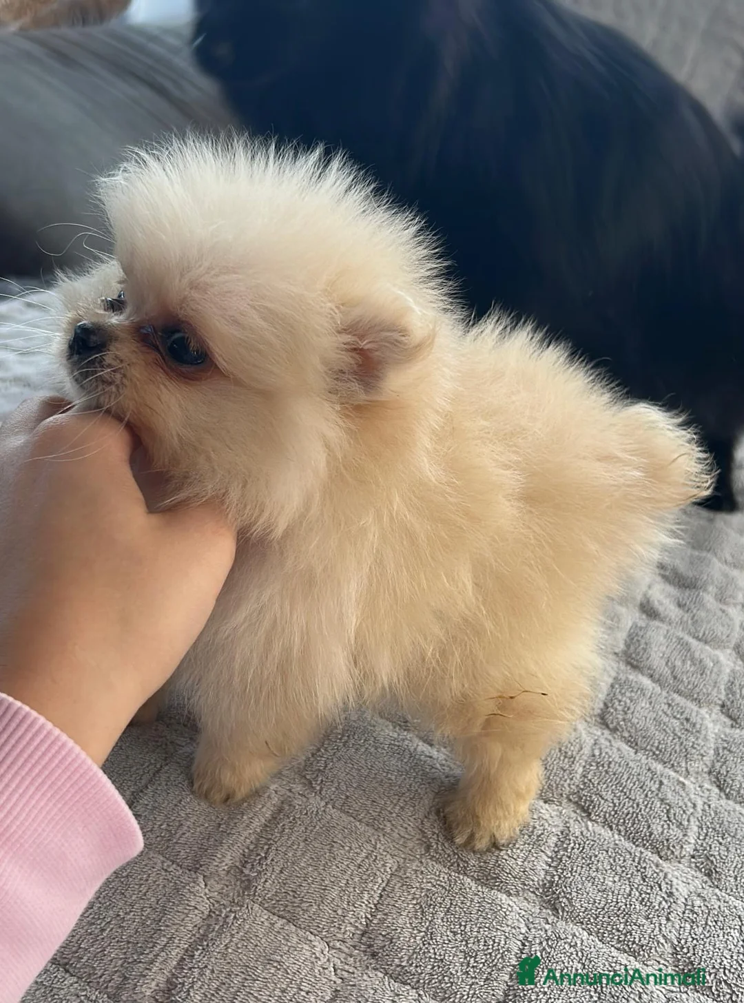 Spitz cani in vendita: Spitz Pomerania  - Annuncio 4