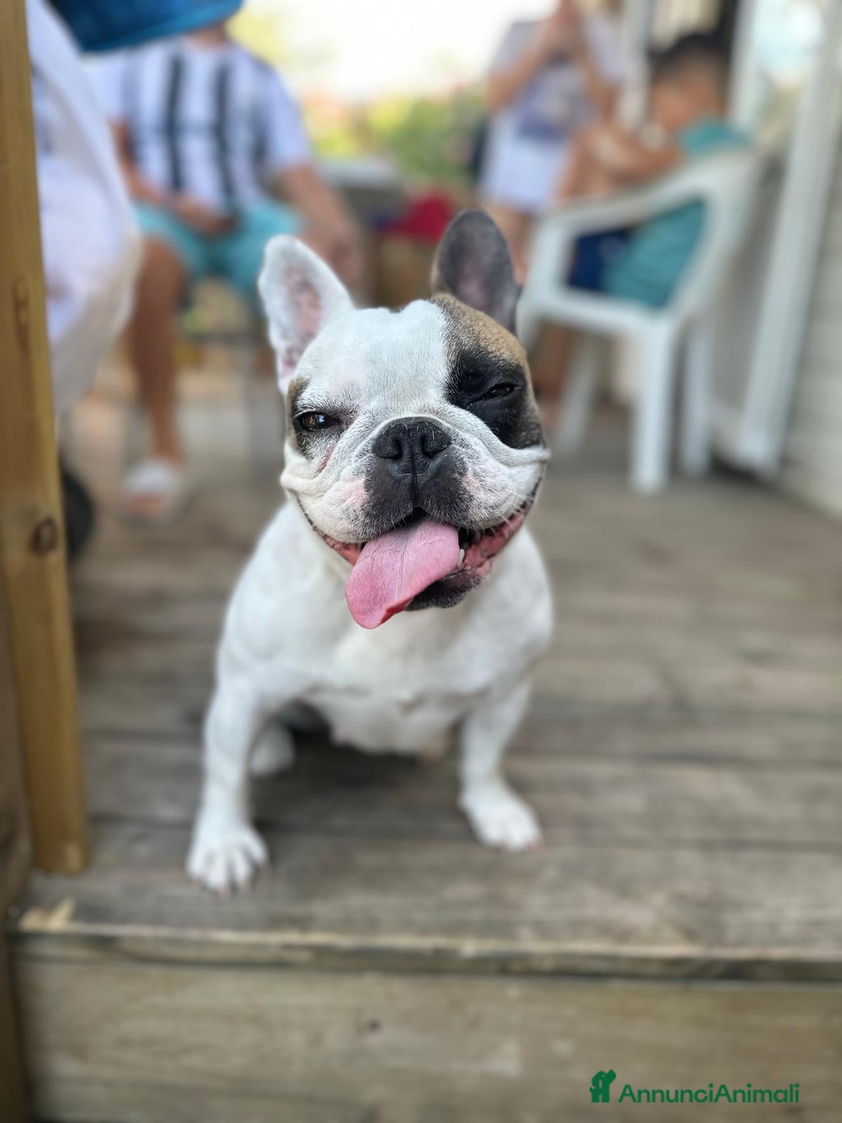 Bulldog Francese cani Ultimi due cuccioli disponibili  - Annuncio 2