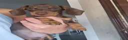 Bassotto cani in vendita: Bassotto tedesco  a Città metropolitana di Roma Capitale - Annuncio 1