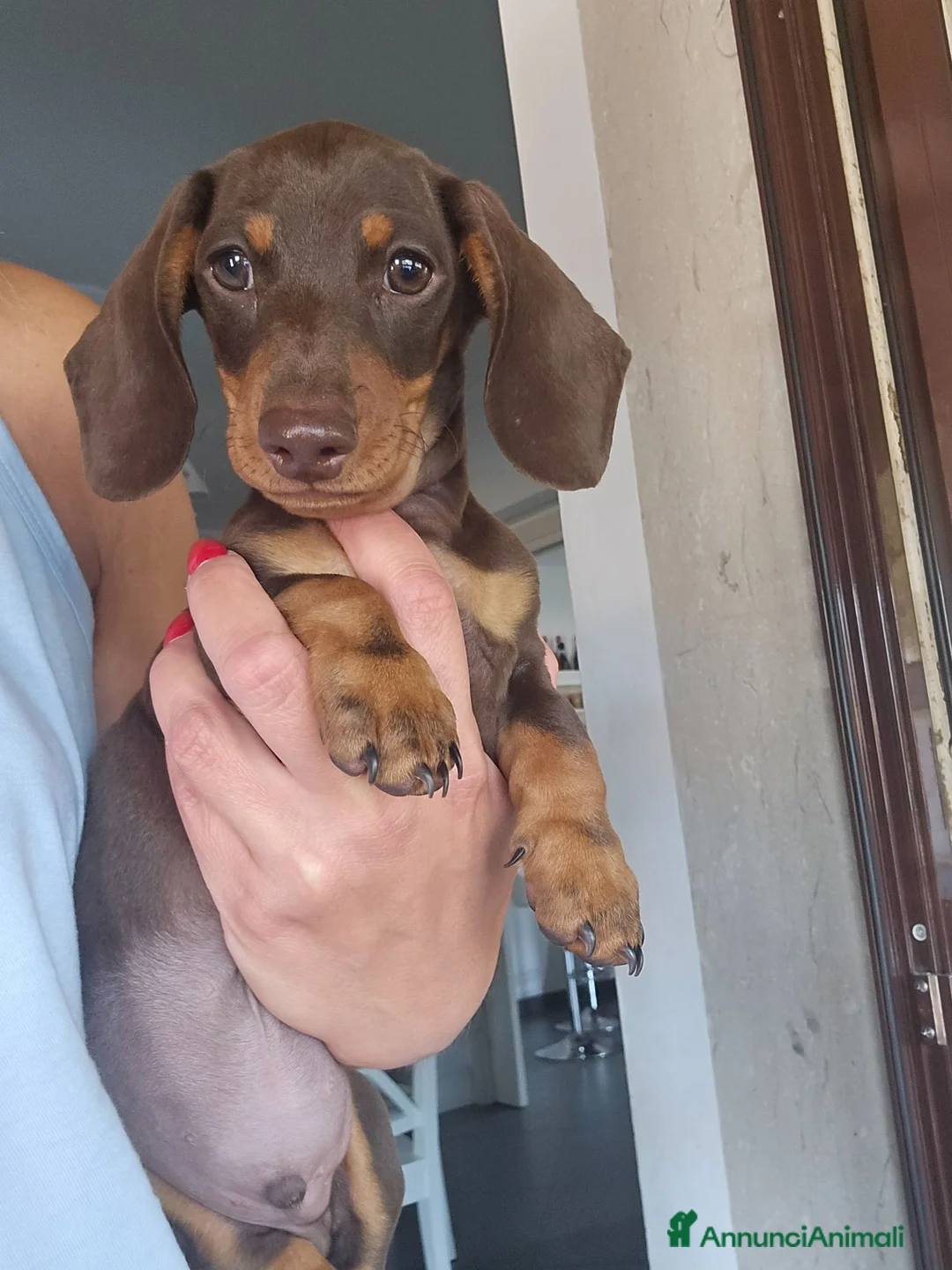 Bassotto cani in vendita: Bassotto tedesco  a Città metropolitana di Roma Capitale - Annuncio 1