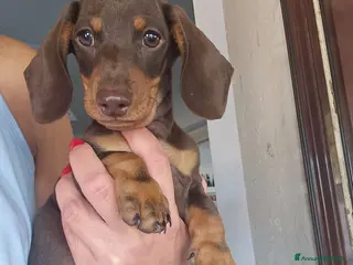 Bassotto cani Bassotto tedesco - Annuncio 1
