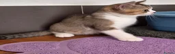 British gatti in vendita: British shorthair  - Annuncio 4