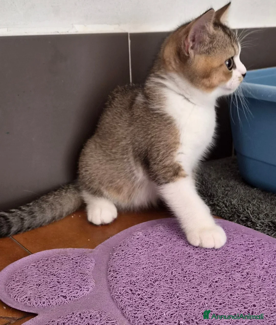 British gatti in vendita: British shorthair  - Annuncio 4