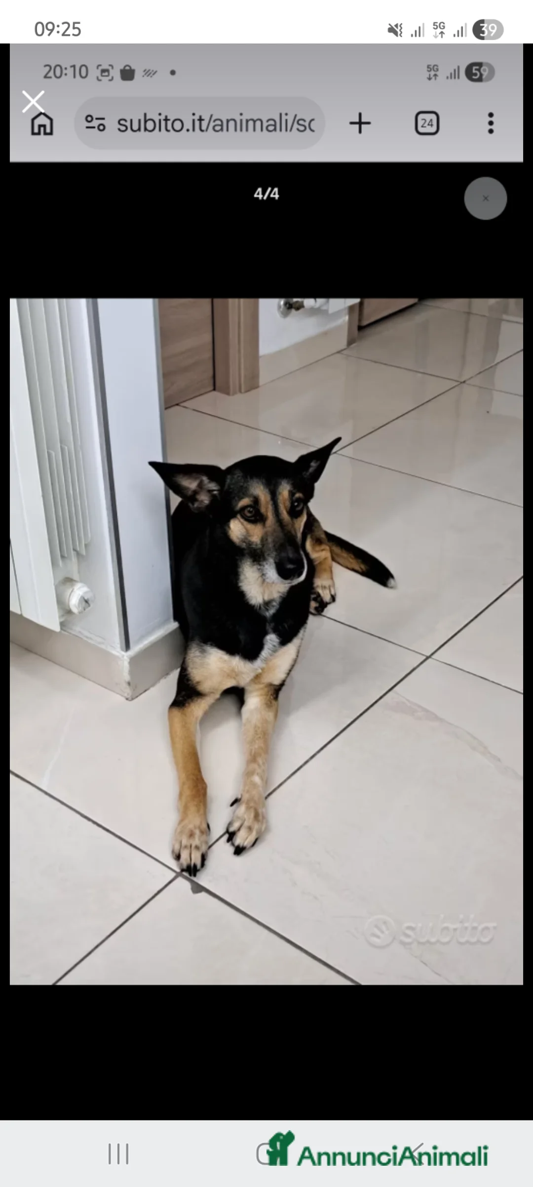 Meticcio cani in regalo: Shila cerca casa meticcio femmina a Provincia di Lodi - Annuncio 2