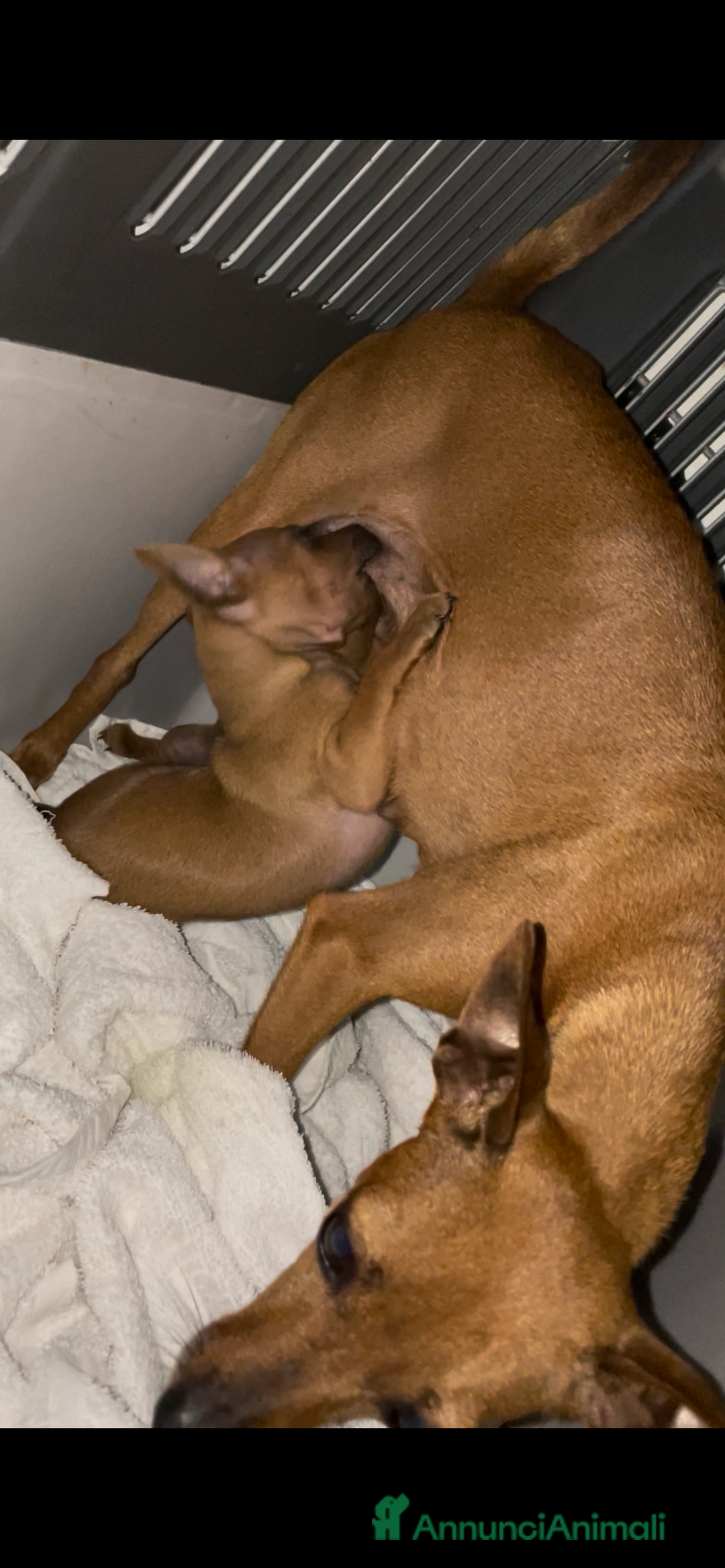 Pinscher Miniatura cani in vendita: Pinscher taglia toy - Annuncio 11