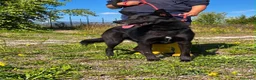 Meticcio cani in regalo: Alex  a Provincia di Bergamo - Annuncio 1