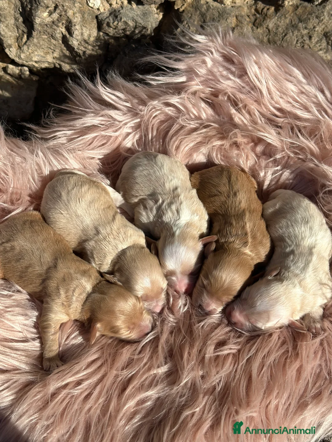 Maltipoo cani in vendita: Cuccioli di Maltipoo - Annuncio 3